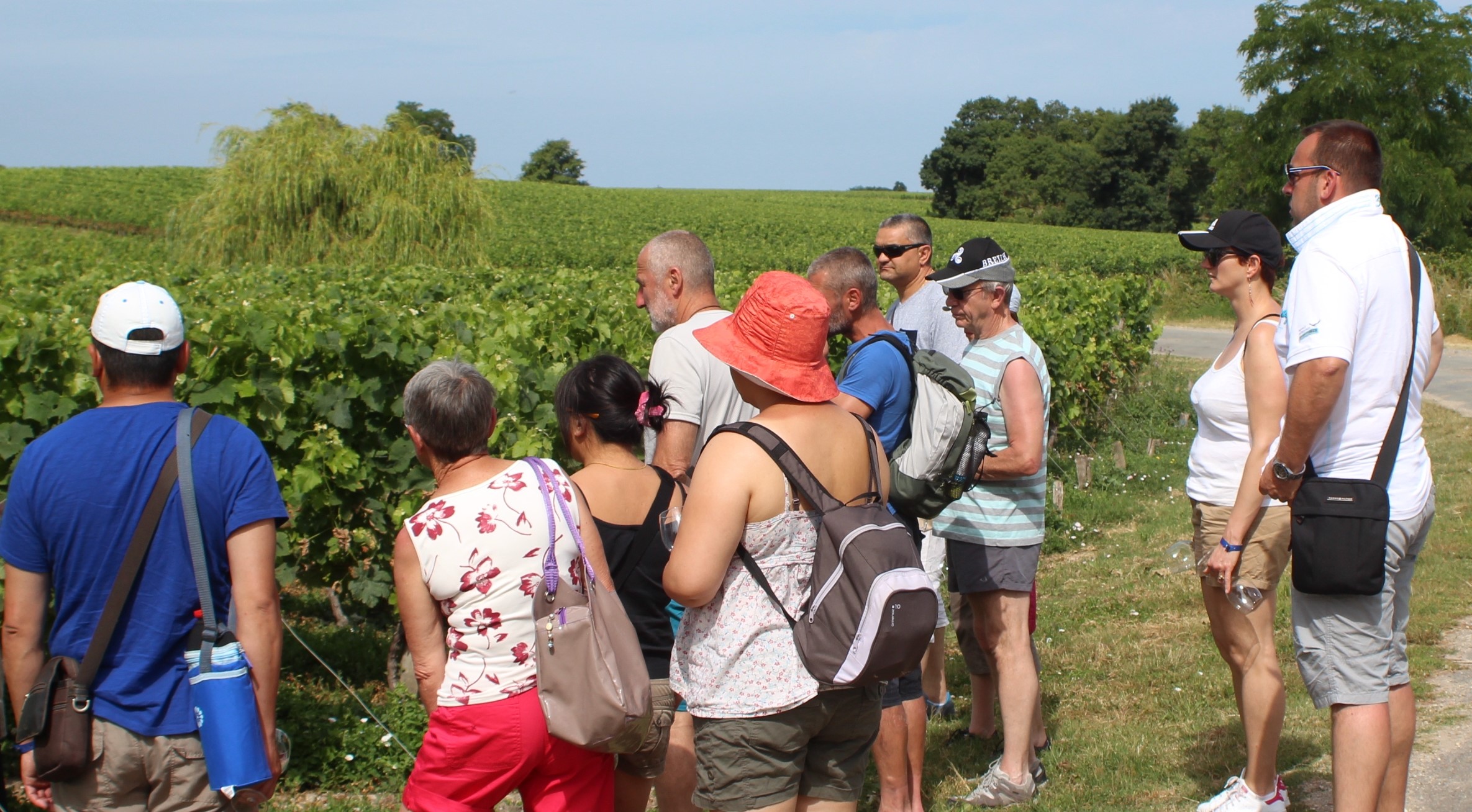 Balade commentée dans le vignoble du Château Tour Castillon