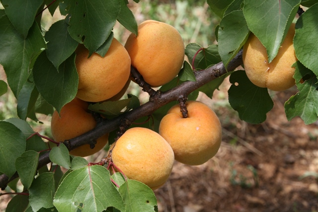 Vignes et Vergers de Corrèze