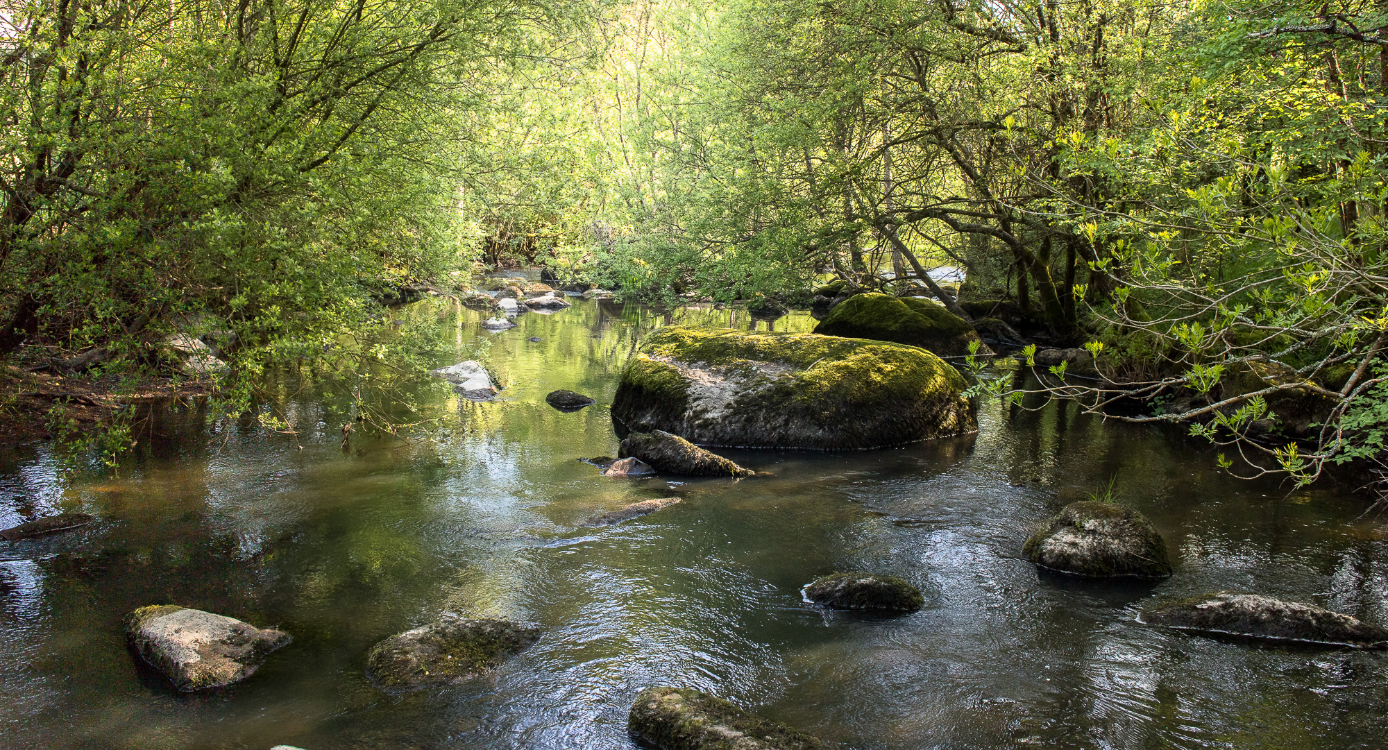 Etang de Bois Pouvreau - photo 3