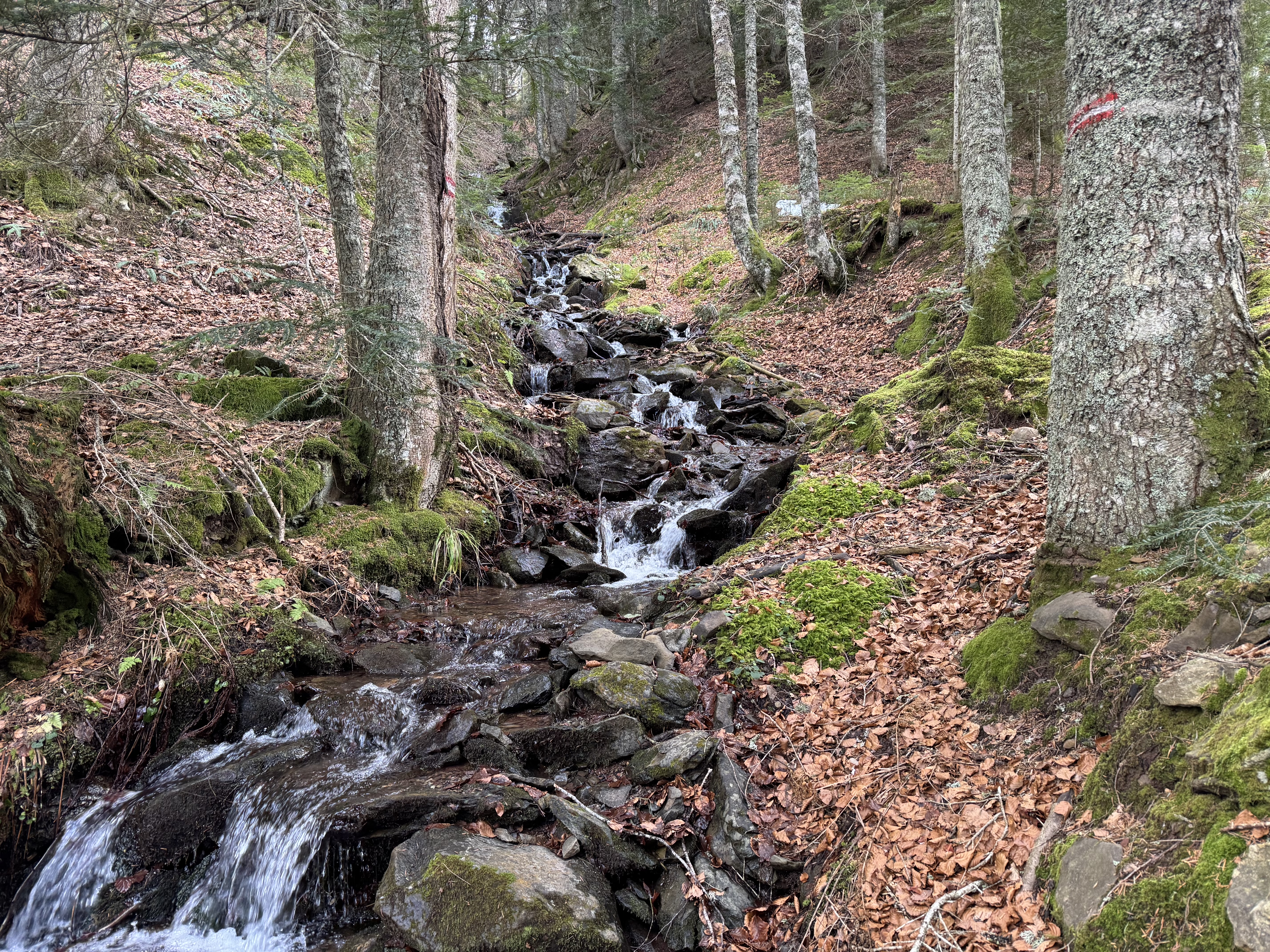 Randonnée sur les traces de la faune sauvage, Bedous