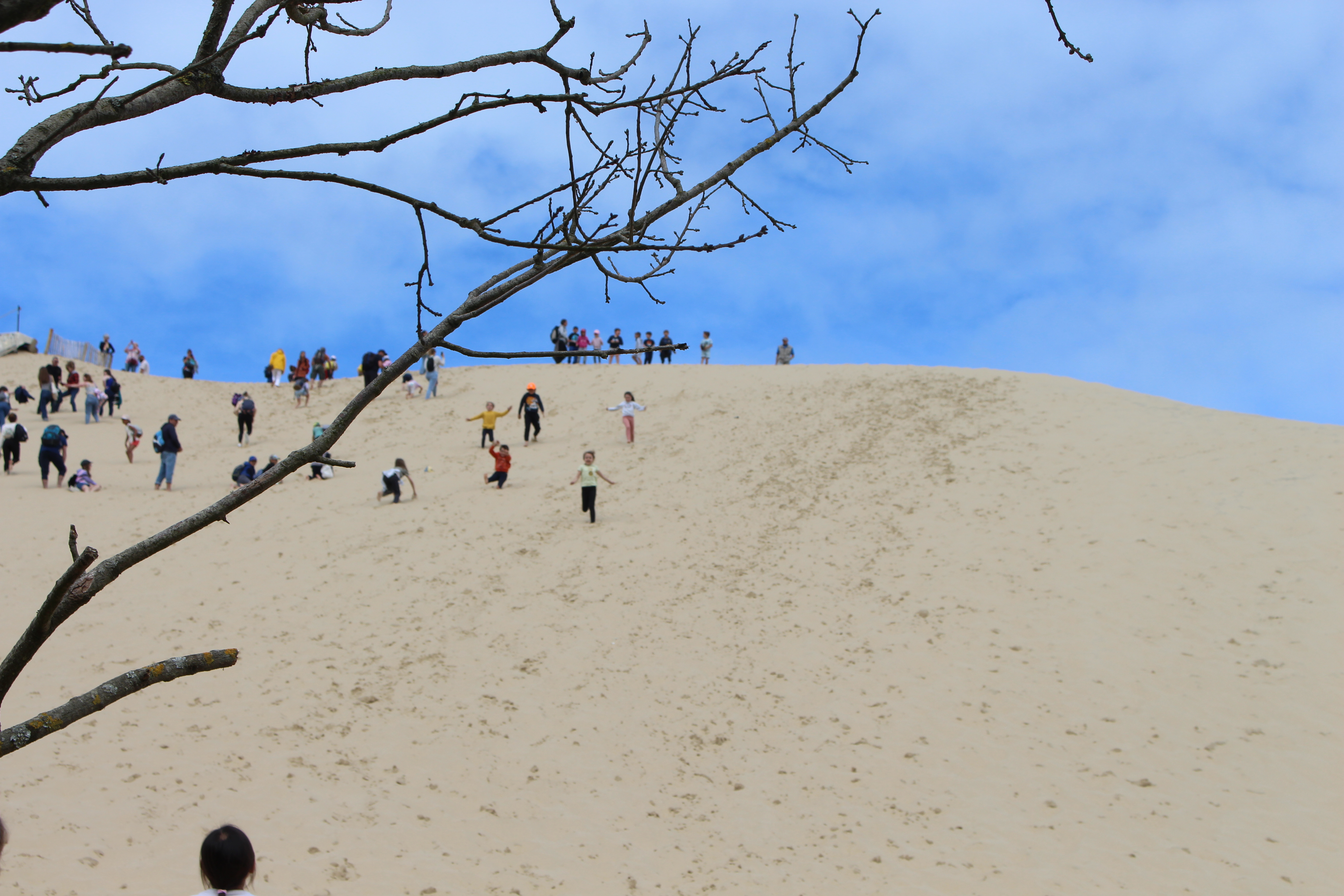 Les Pistes de Robin : les secrets de la Dune du Pilat, La Teste-de-Buch - photo 5