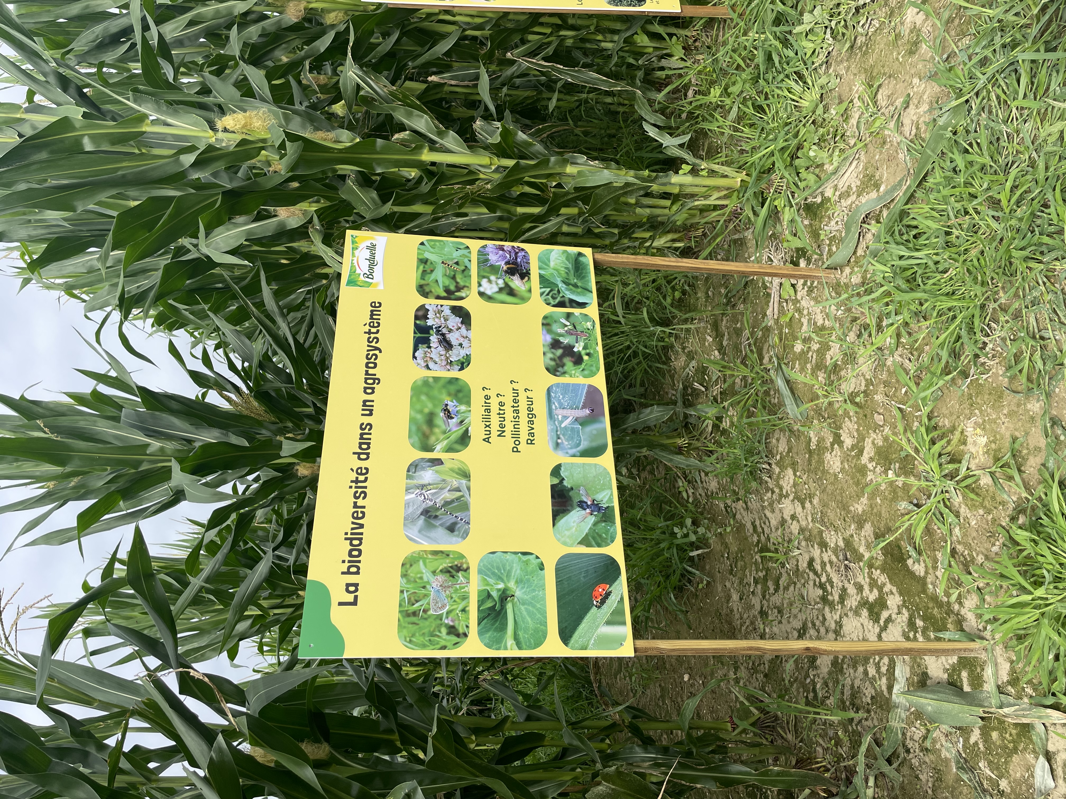 Labyrinthe de Maïs, Bordères-et-Lamensans - photo 3