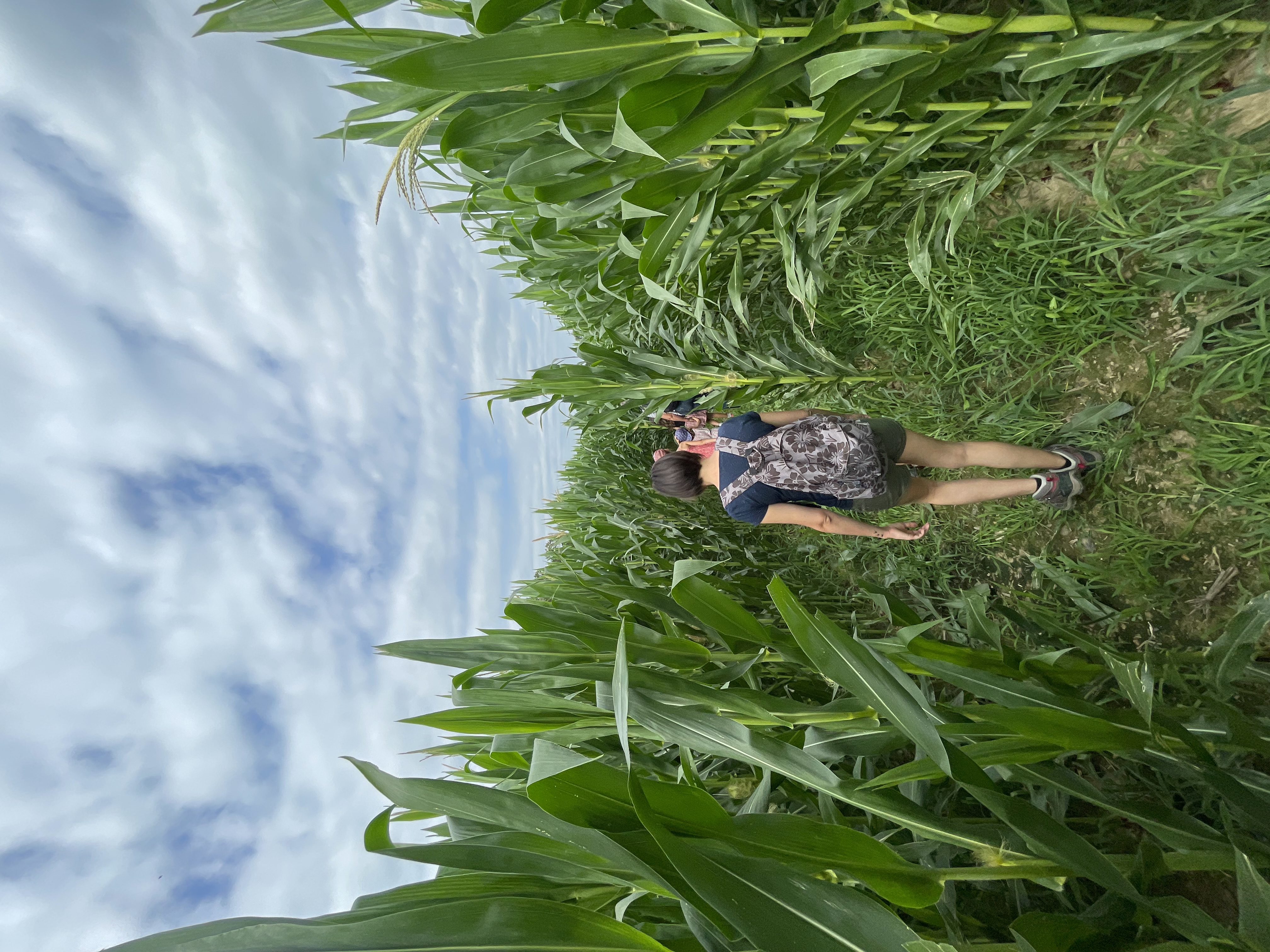 Labyrinthe de Maïs, Bordères-et-Lamensans