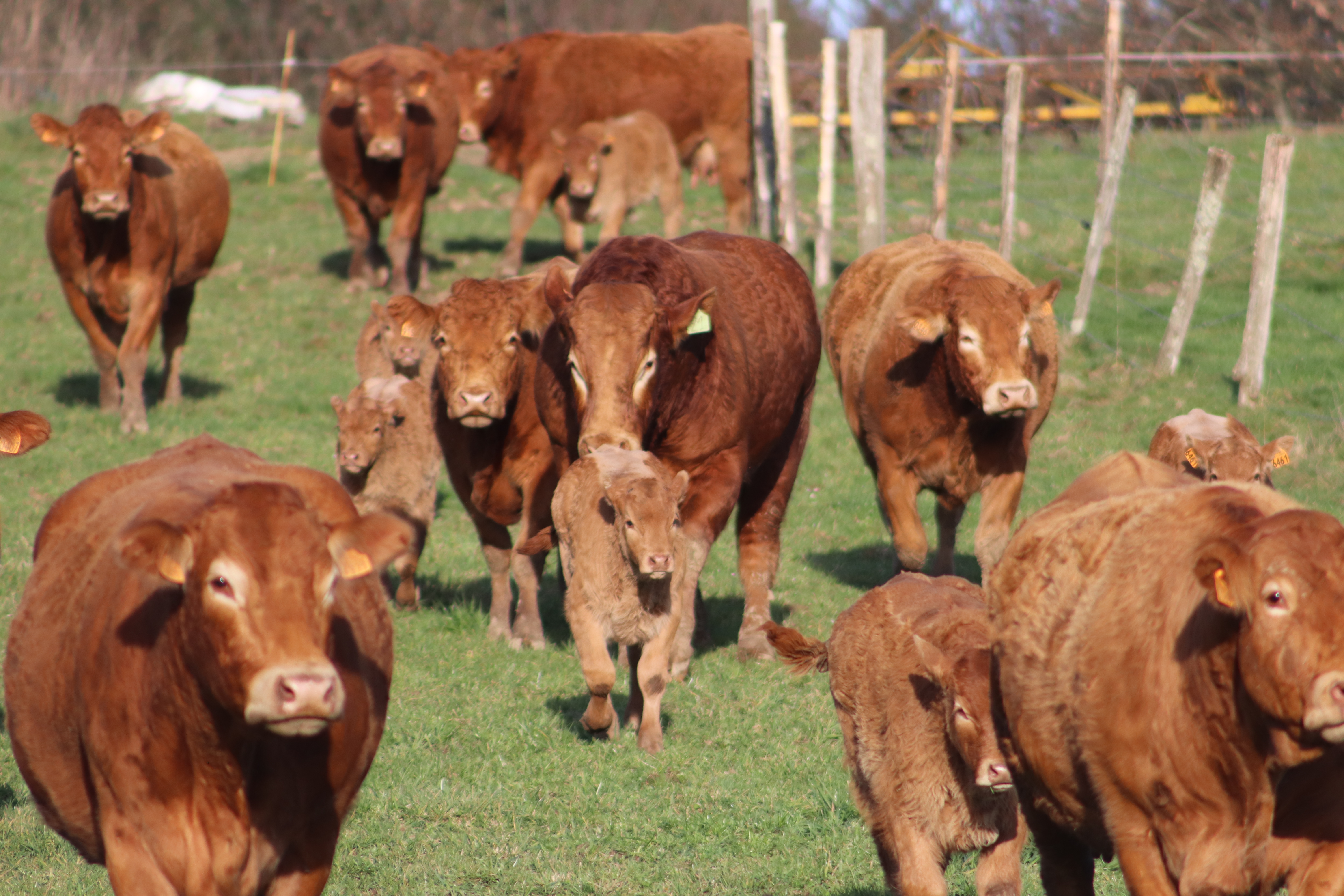GAEC DE LA VACHE NOIRE - ÉTÉ À LA FERME -, Saint-Mexant - photo 2