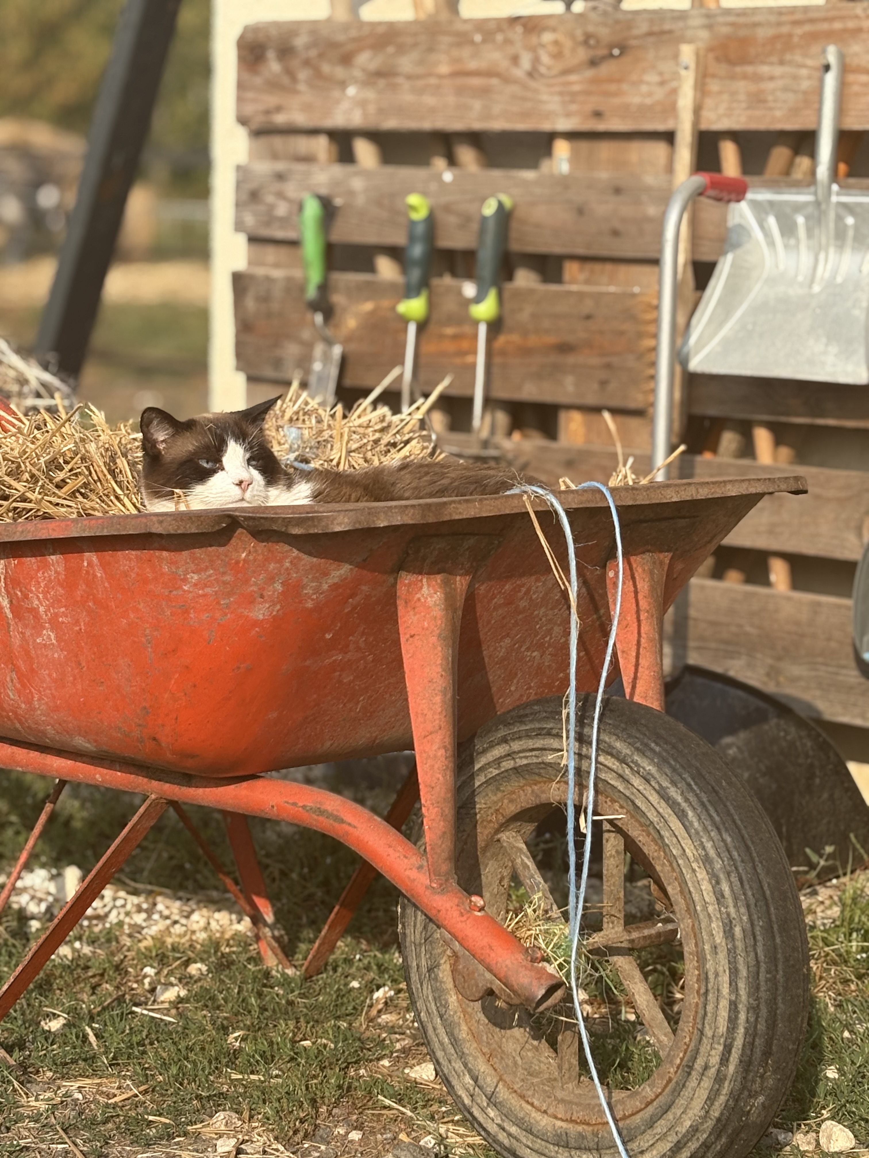 Ferme pédagogique Ensemble à la Ferme, Saint-Germain-de-la-Rivière - photo 3