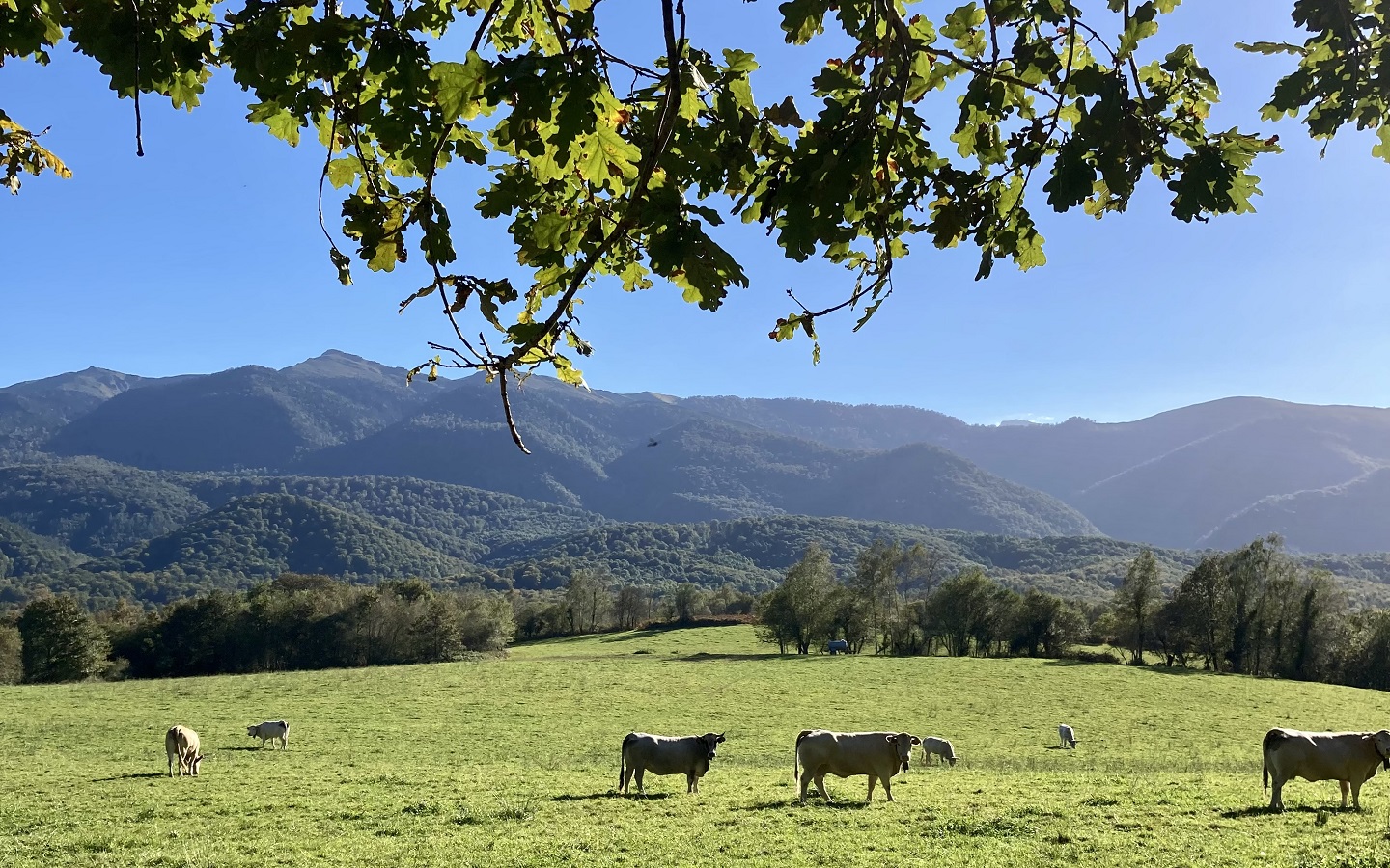 N°86 Richette, Ogeu-les-Bains - photo 6