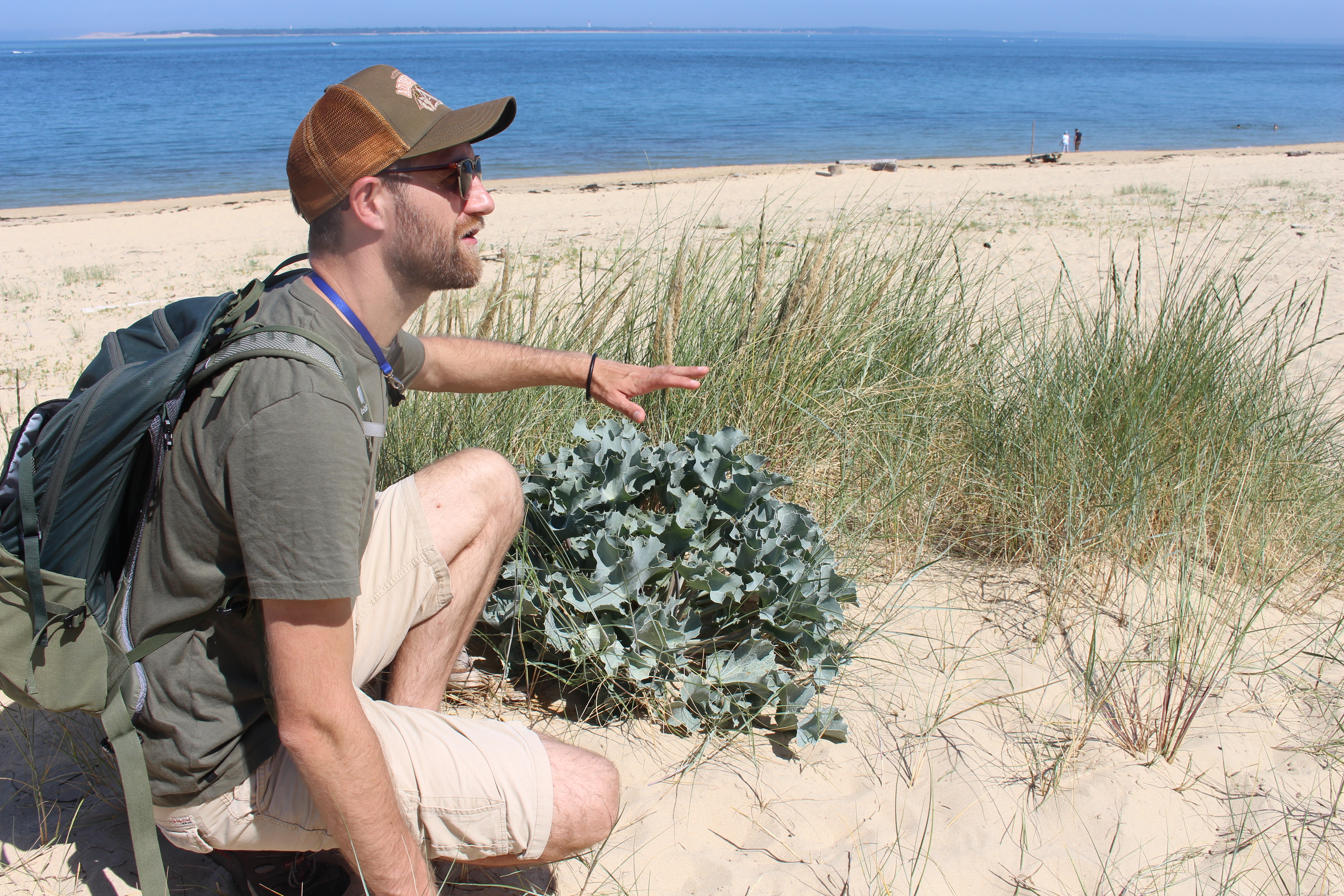 Balade nature : Plantes de sable et de vent, la flore sauvage de la dune du Pilat