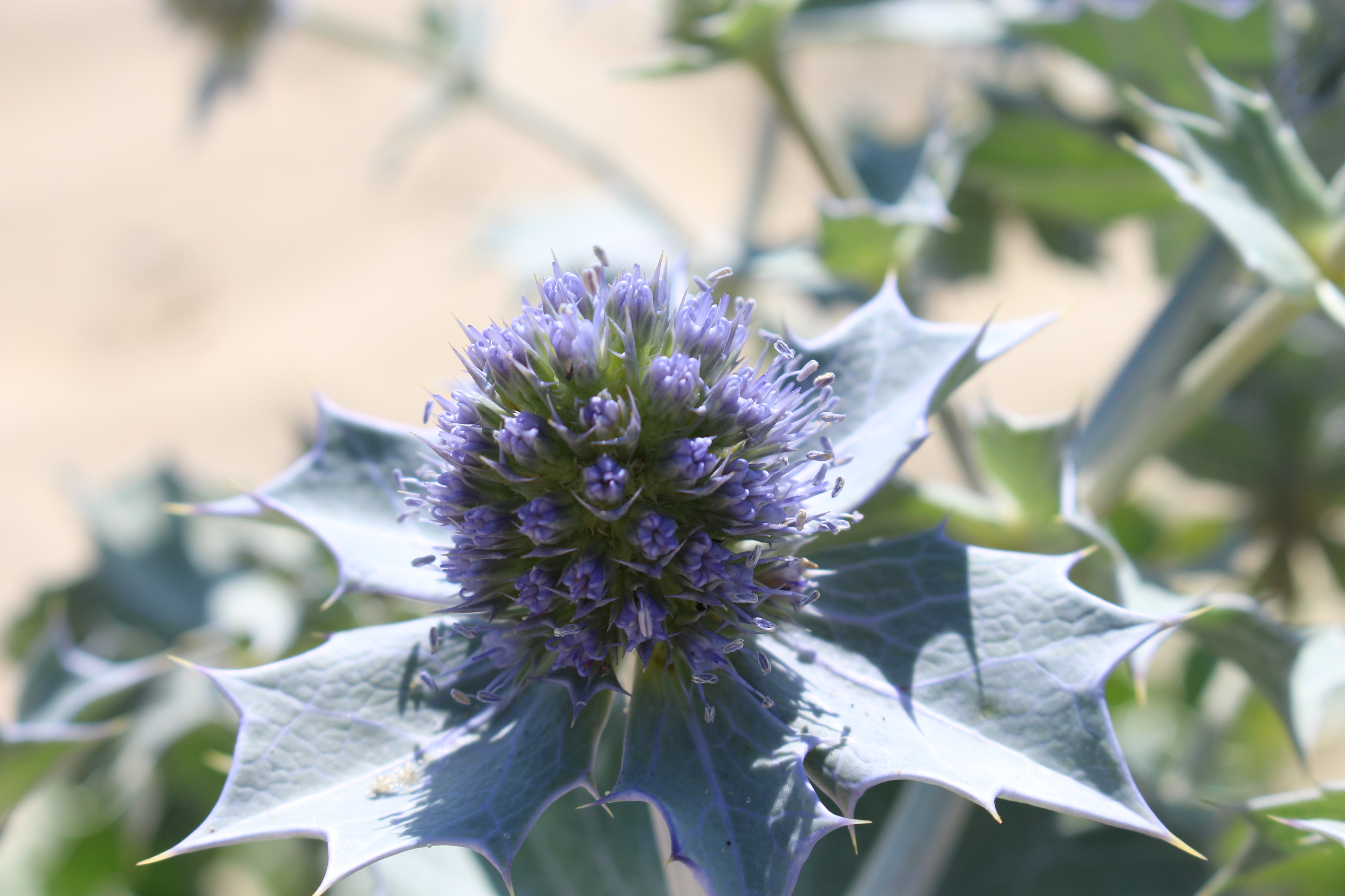 Balade nature : Plantes de sable et de vent, la flore sauvage de la dune du Pilat