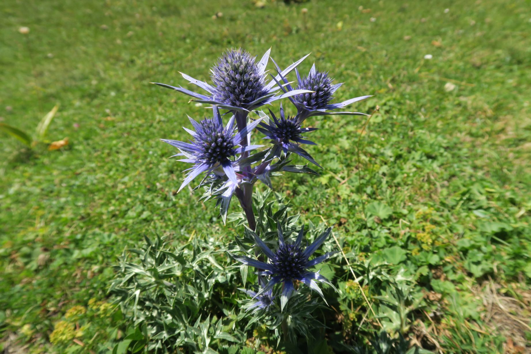 N°33b - Lac du Montagnon par Aydius, Aydius - photo 4