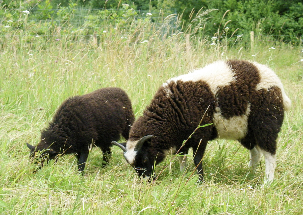 Camping L'Apyraine, Issac - photo 5