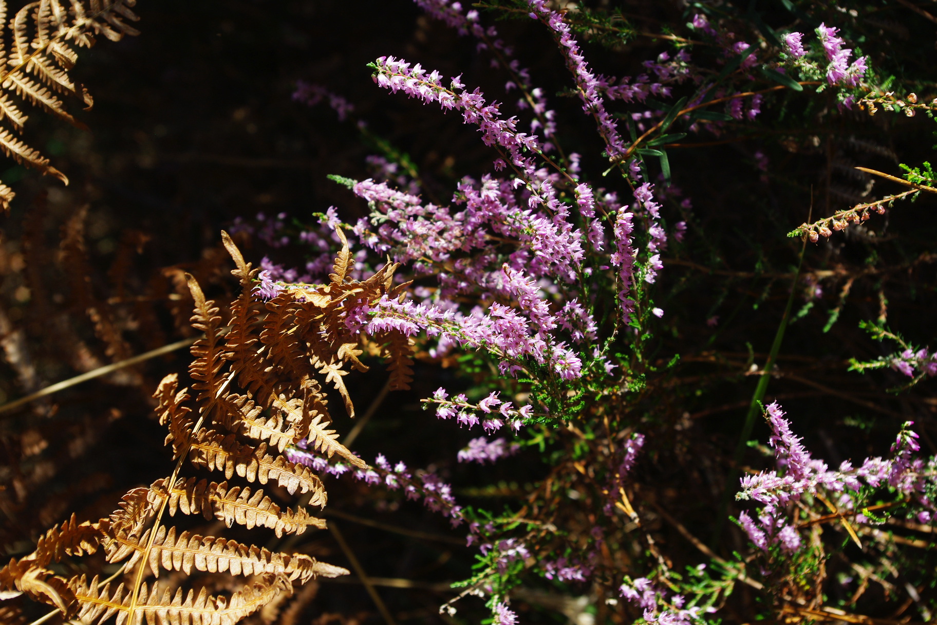 Balades à roulettes : Hostens, Hostens