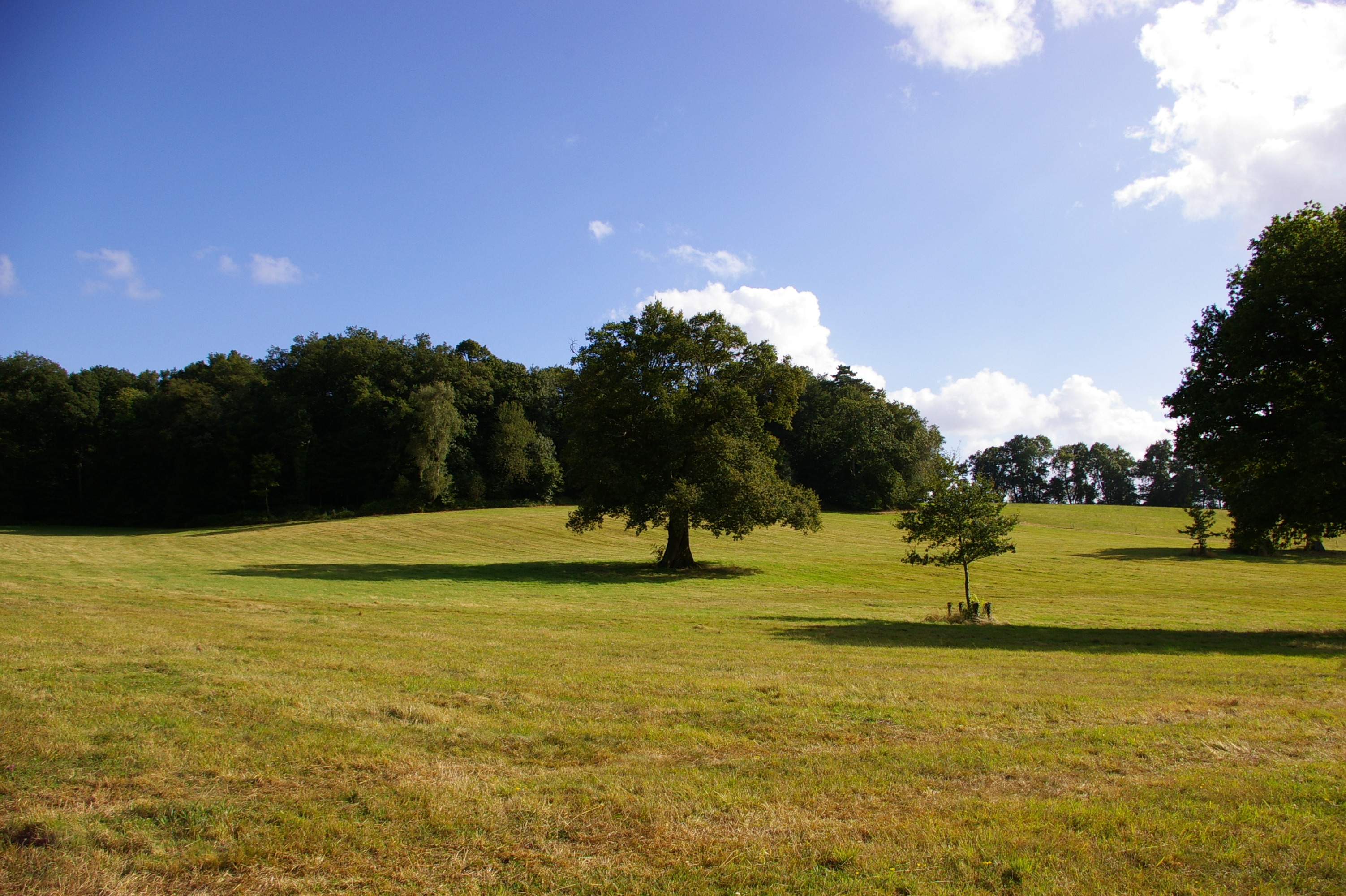 Domaine des Roches Blanches, Le Pin - photo 2