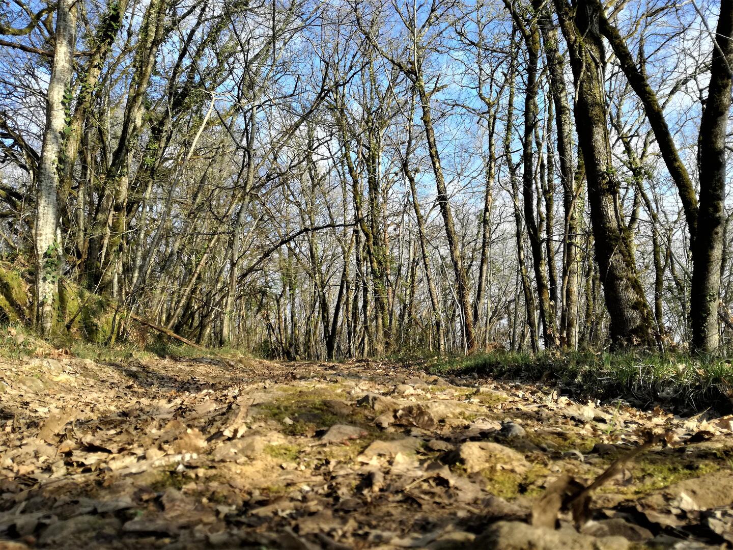 Balade de la biodiversité : Boucle de la Boissonnie n° 25 / Fleurac, Fleurac - photo 3