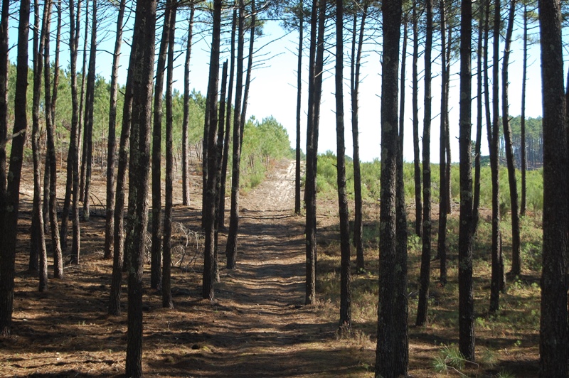 A Lit et Mixe, circuit du Cap de l'Homy, Lit-et-Mixe - photo 6