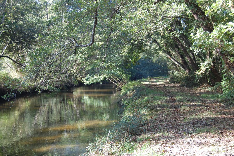 A Saint-Julien-en-Born, circuit du Courant de Contis et de la Plaine de Sable Blanc — photo 3