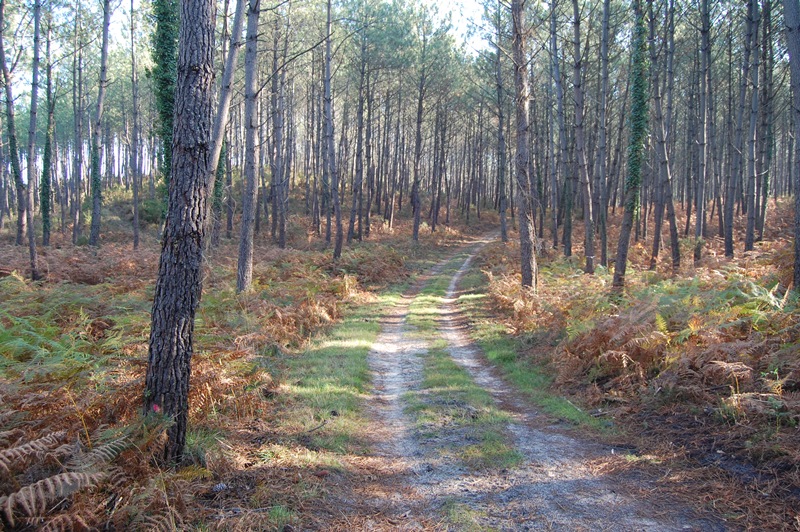 A Vielle-Saint-Girons, circuit des Tucs - photo 5