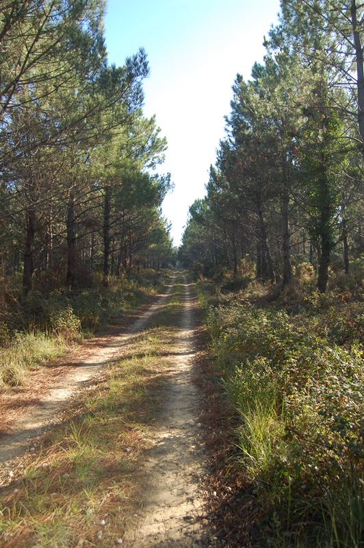 A Vielle-Saint-Girons, circuit des Bareuyes - photo 5