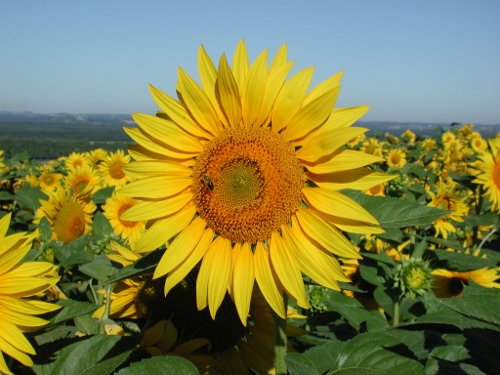 Saint-Julien, église promontoire sur la vallée de la Garonne, Port-Sainte-Marie - photo 2