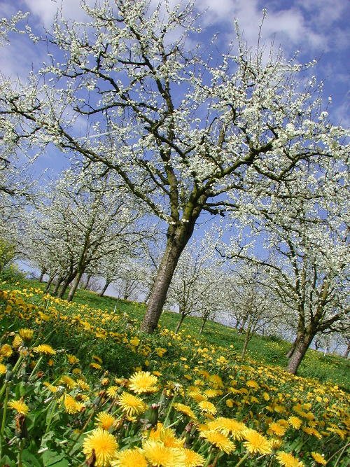 Baleyssagues, balade dans le vignoble de Duras, Baleyssagues