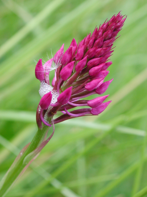 Baleyssagues, balade dans le vignoble de Duras, Baleyssagues - photo 2