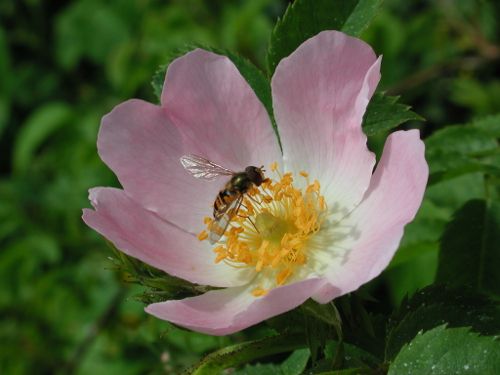Pont-du-Casse / Darel, une boucle nature, Pont-du-Casse - photo 2