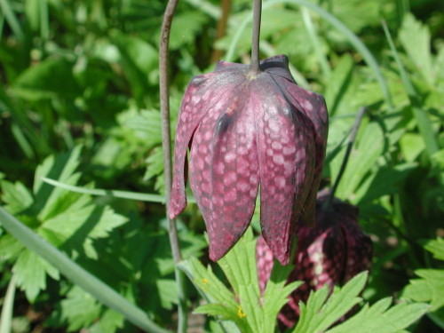 Pont-du-Casse / Darel, une boucle nature, Pont-du-Casse - photo 4