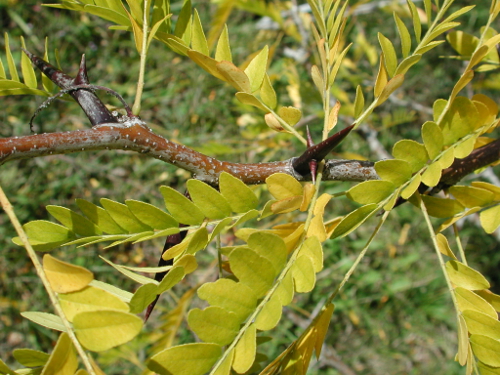 Pont-du-Casse / Darel, une boucle nature, Pont-du-Casse