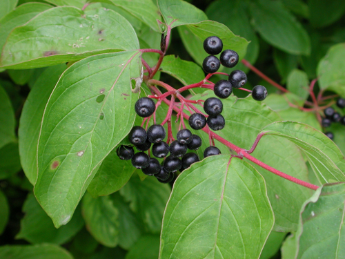 Saint-Amans / Saint-Ferréol, deux églises en Agenais, Castelculier