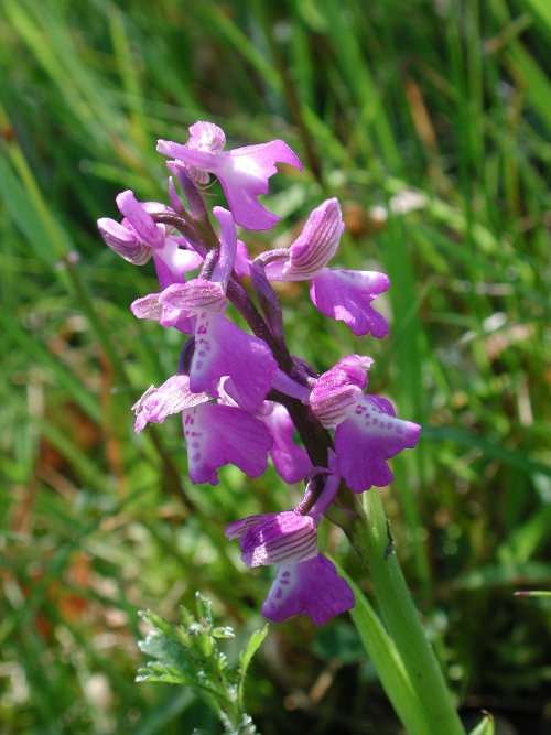 Saint-Caprais-de-Lerm, un circuit nature, Saint-Caprais-de-Lerm - photo 2