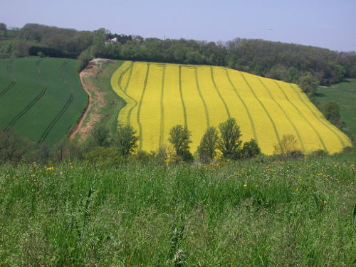 Saint-Caprais-de-Lerm, dans les coteaux de l'Agenais, Saint-Caprais-de-Lerm - photo 2