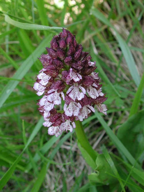 Saint-Caprais-de-Lerm, dans les coteaux de l'Agenais, Saint-Caprais-de-Lerm