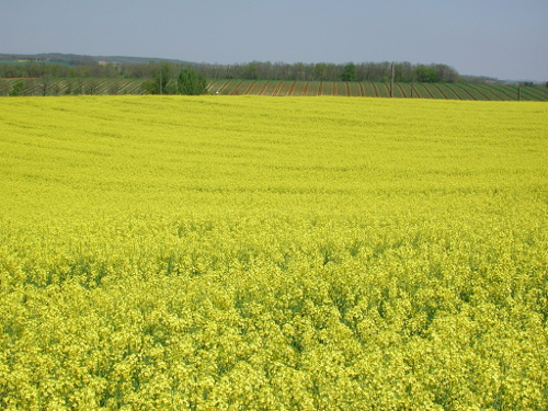 Saint-Pierre-de-Clairac, dans la vallée de la Séoune, Saint-Pierre-de-Clairac - photo 2