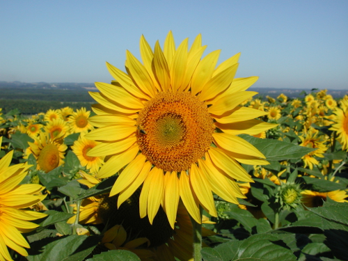Brimont, Marmont-Pachas, randonnée dans les coteaux du Bruilhois, Laplume - photo 2