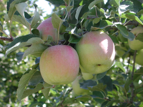 Sur les terres de Montesquieu, entre Garonne et vergers, Montesquieu - photo 2