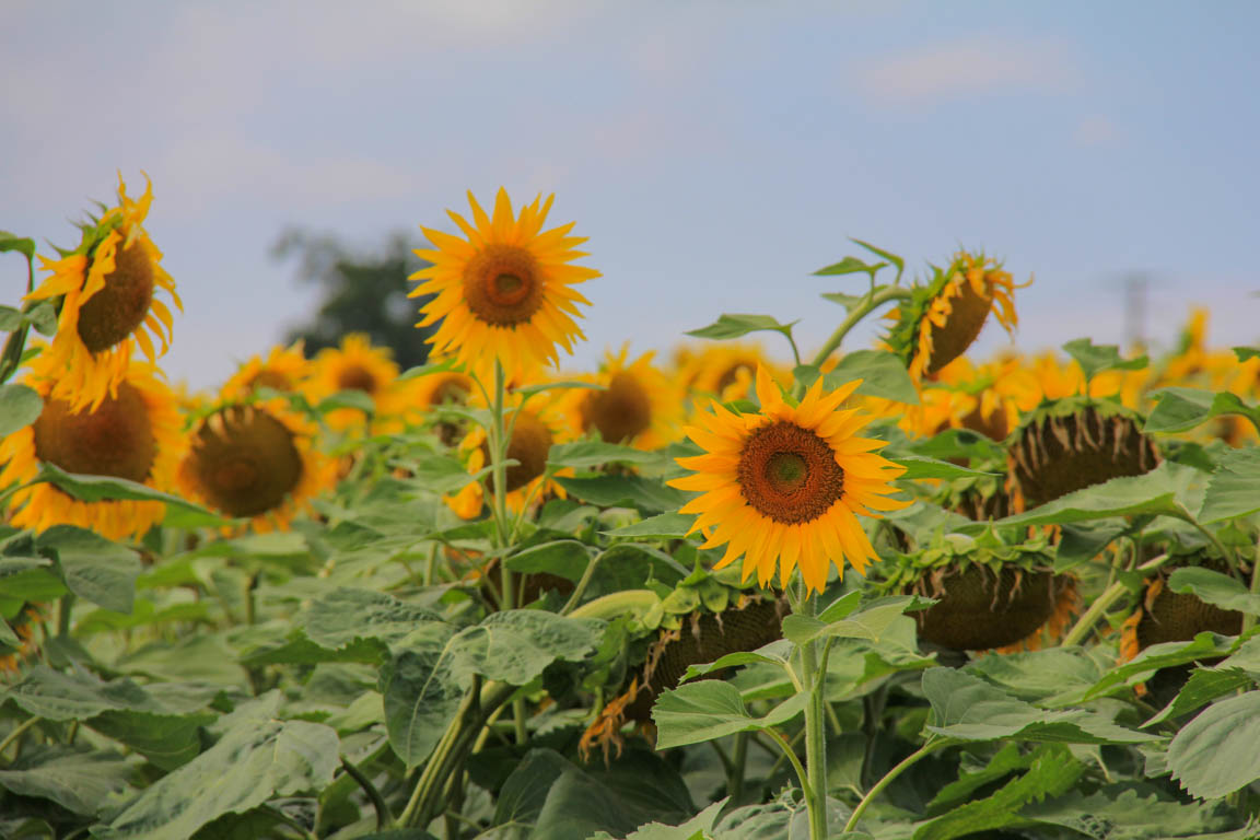Lamontjoie, un cheminement de Lot-et-Garonne en Gers, Lamontjoie - photo 4