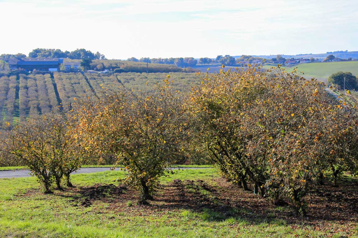 Brazalem et Limon, vignobles et vergers d'Albret, Feugarolles - photo 5