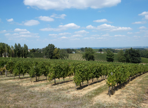 Circuit Paysages des Vignobles de Cocumont, Cocumont - photo 4