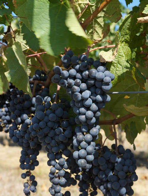 Circuit Paysages des Vignobles de Cocumont, Cocumont