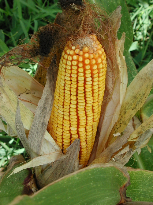Jusix, presqu'île de Garonne, Jusix