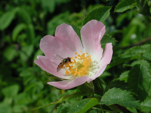 Roumagne, le circuit des six chemins, Roumagne - photo 3