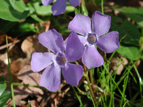 Roumagne, le circuit des six chemins, Roumagne