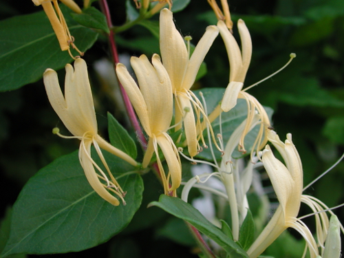 Baleyssagues, la balade des Riquets, Baleyssagues - photo 2