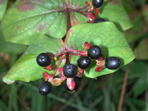 Le Petit Monde à Bourgougnague, Bourgougnague - photo 3