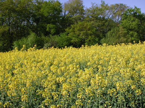 Lévignac-de-Guyenne, la balade de la bastide, Lévignac-de-Guyenne - photo 2