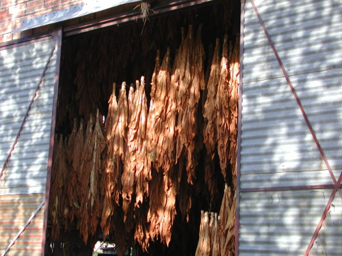 Saint-Barthélémy, vers les Bois de Péfranc et de Verteuil, Saint-Barthélemy-d'Agenais - photo 3