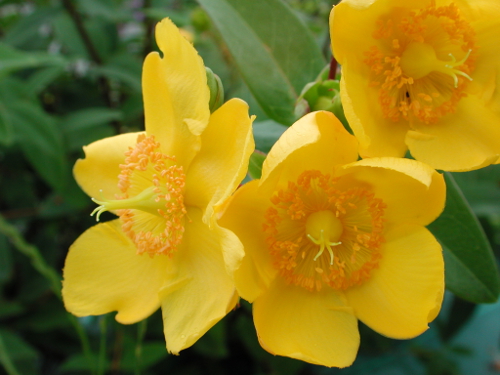 Bois et vergers de pruniers d'Ente en Villeréalais, Saint-Étienne-de-Villeréal - photo 2