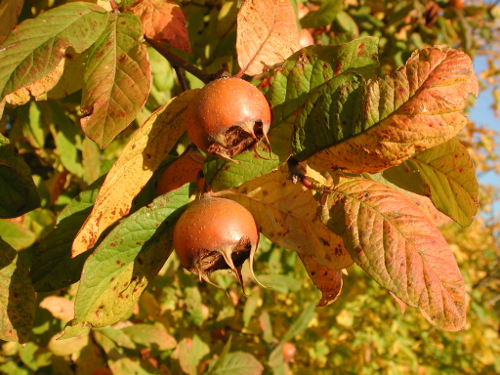 Lauzun / Minerve, grande randonnée dans les coteaux de Guyenne, Lauzun