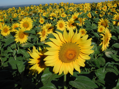 Lauzun / Minerve, grande randonnée dans les coteaux de Guyenne