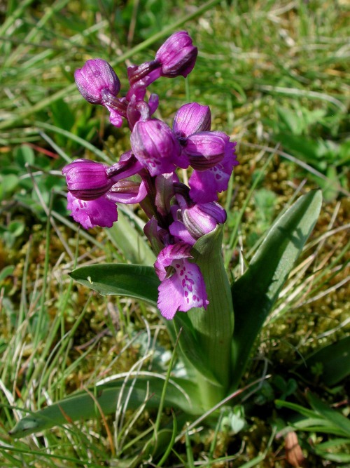 Saint-Astier-de-Duras, à travers vignobles et vergers de Duras, Saint-Astier - photo 2