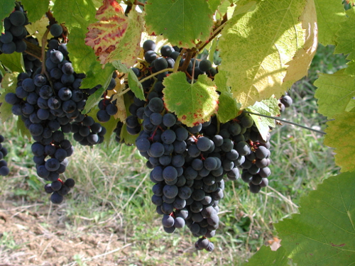 La randonnée des trois bourgs en Duraquois, Soumensac - photo 10